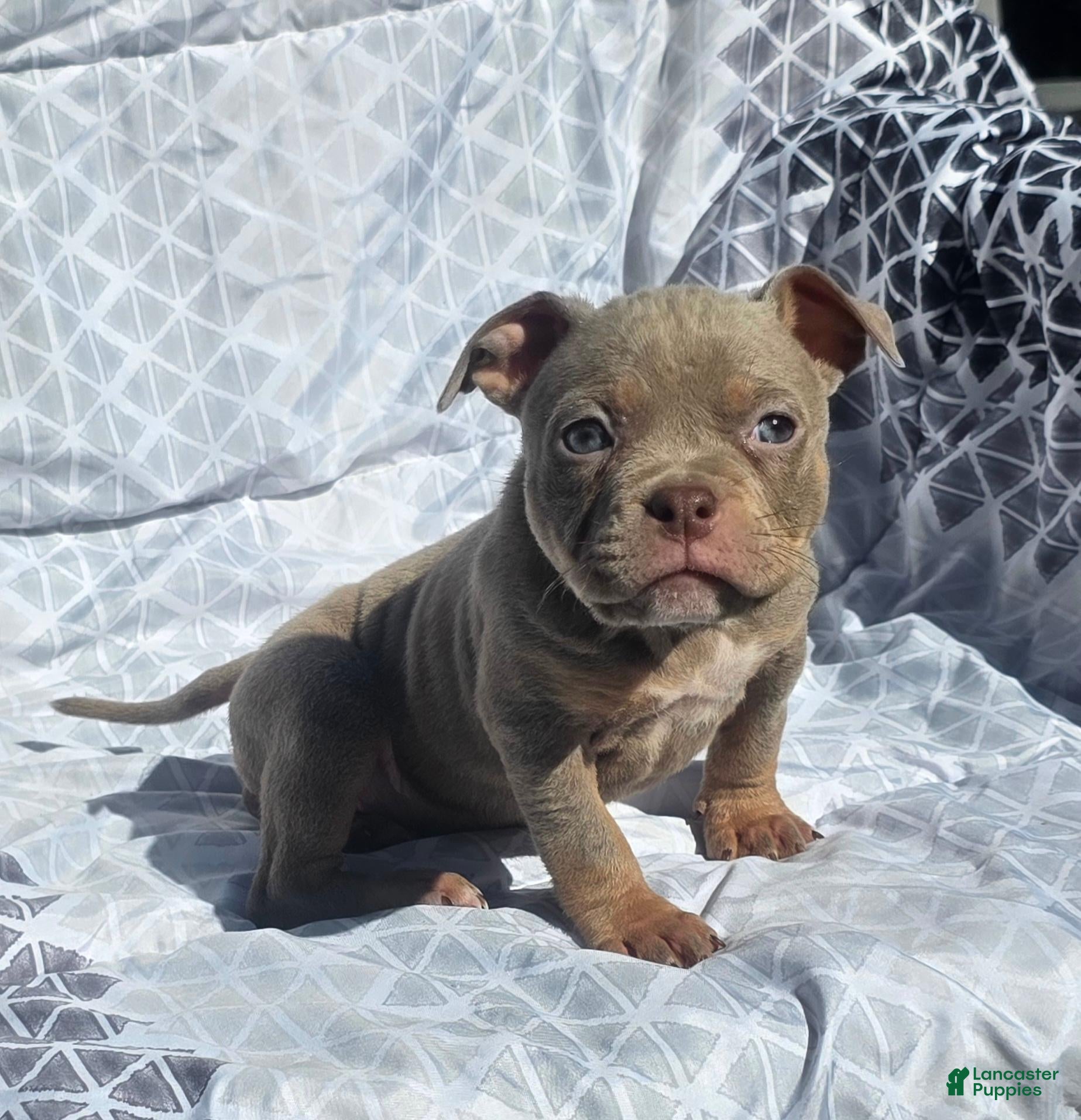 American Bully dogs for sale: Female 1 - Ad 1