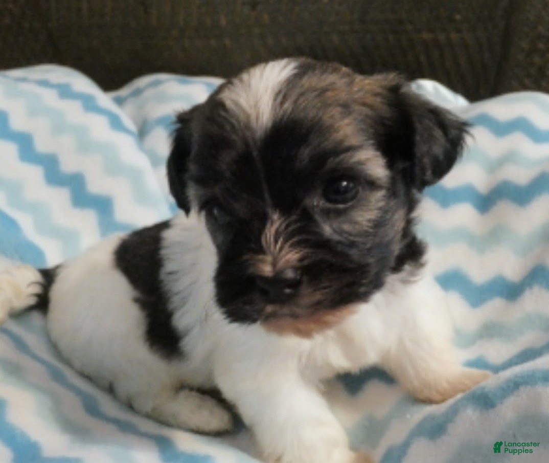 Havanese dogs Spike_Male - Ad 1