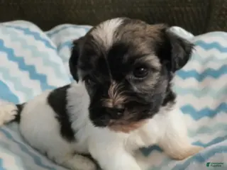 Havanese dogs Spike_Male - Ad 1