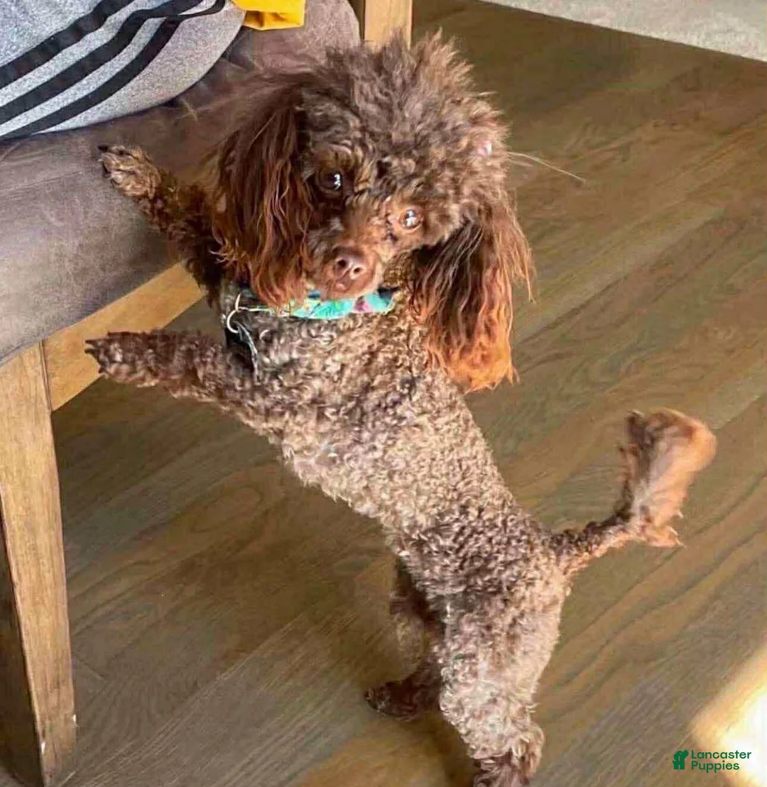 Mini Aussiedoodle dogs for sale: Oscar - Ad 8