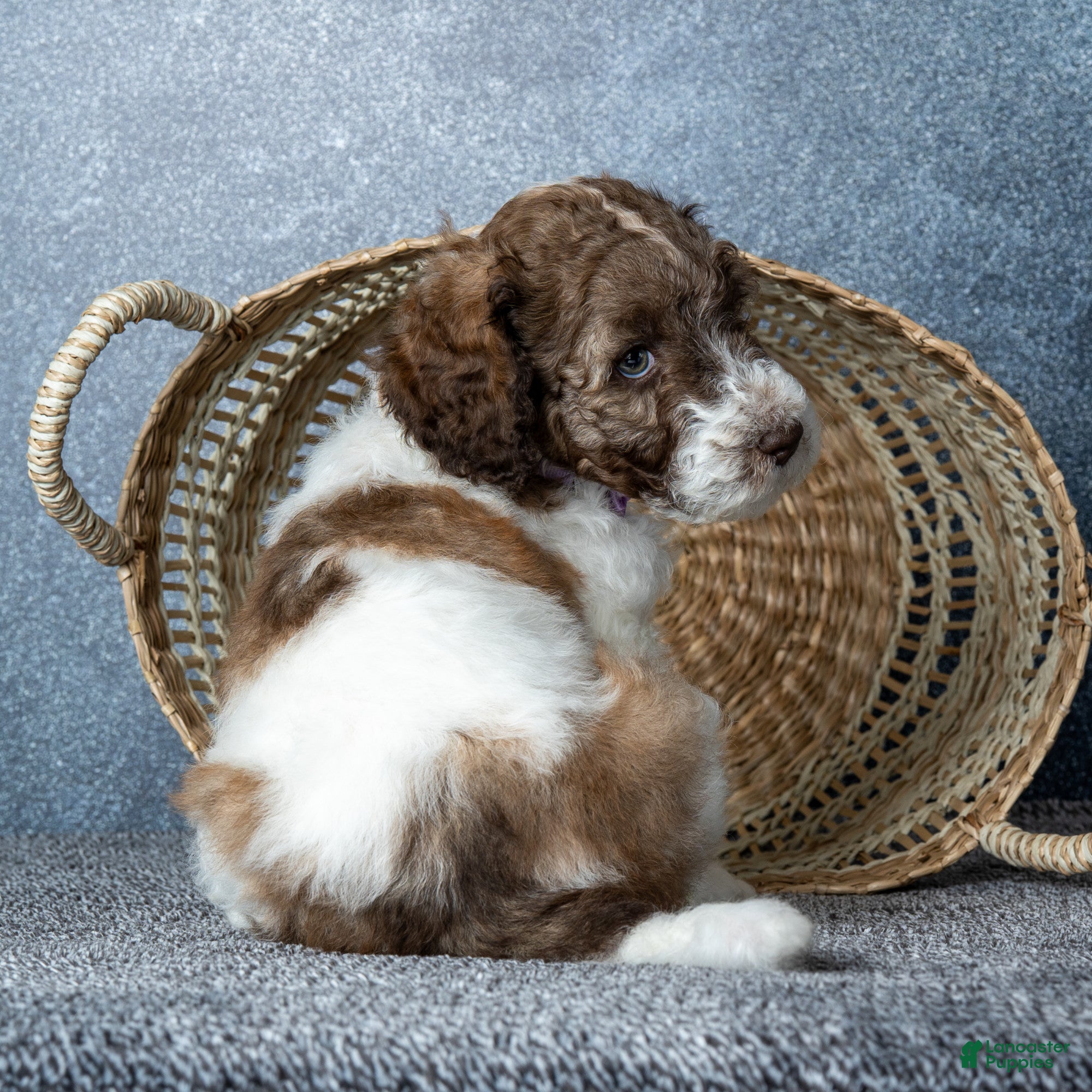 Goldendoodle dogs for sale: Ms. Caramel Latte - Chocolate-Caramel-and-White Parti Goldendoodle - Ad 3