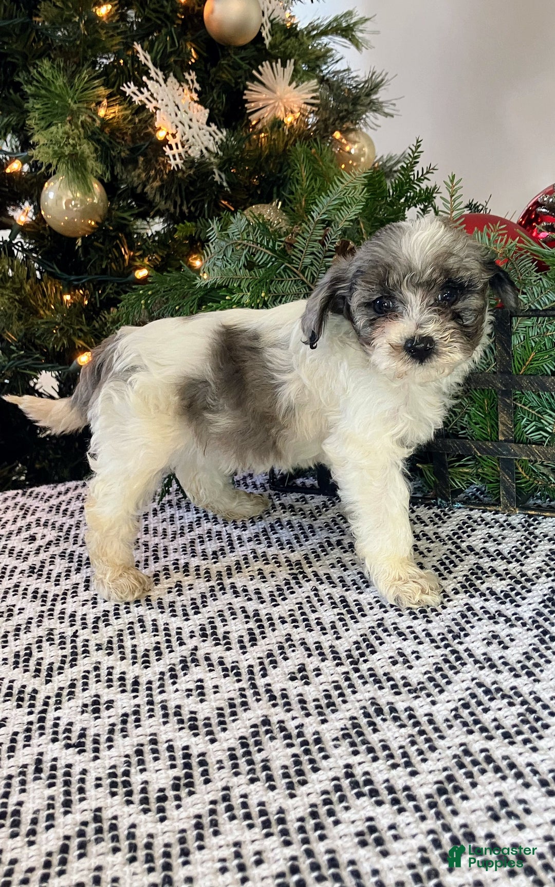 Mini Aussiedoodle dogs for sale: Tabby - Ad 5