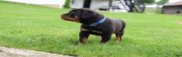 Rottweiler dogs for sale: Knox - Ad 6