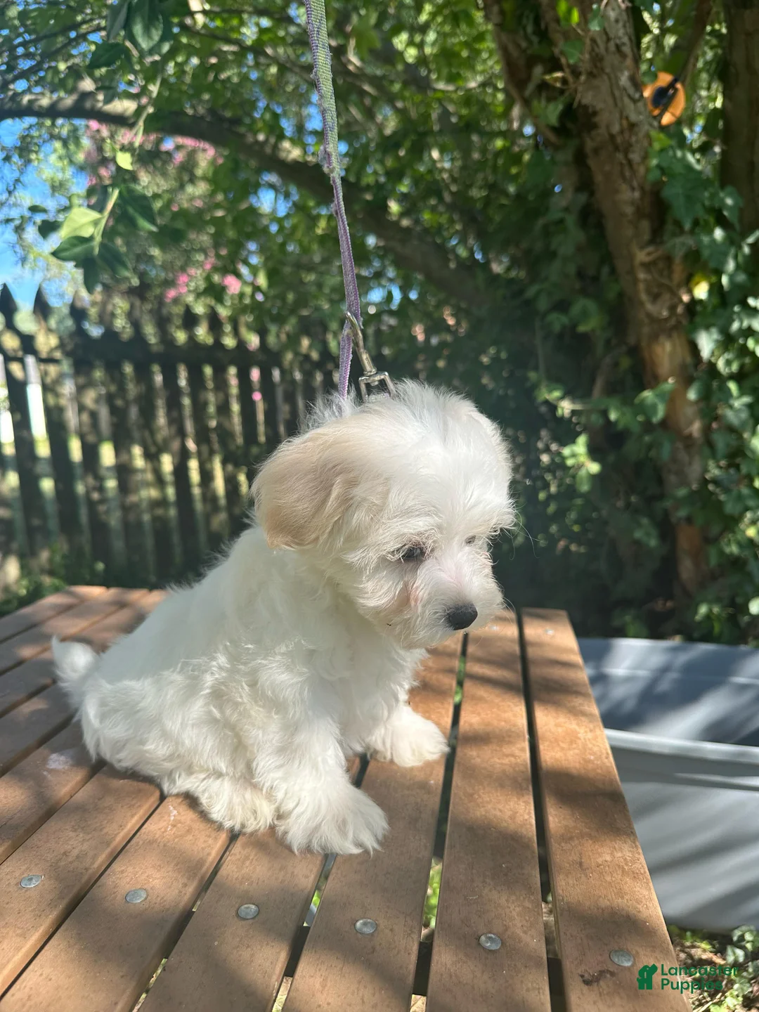 Maltese dogs for sale: Maltese 3 - Ad 2