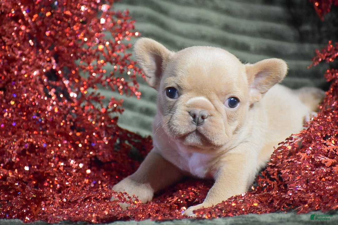 French Bulldog dogs for sale: Titan - Ad 1