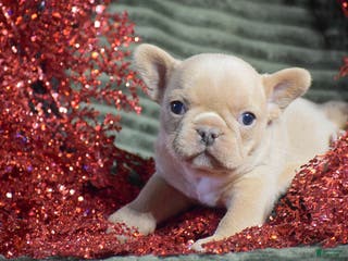 French Bulldog dogs Titan - Ad 12