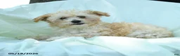 Toy Poodle dogs for sale: Percy - Ad 9