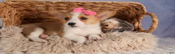 Welsh Corgi Pembroke dogs for sale: Callie  - Ad 10