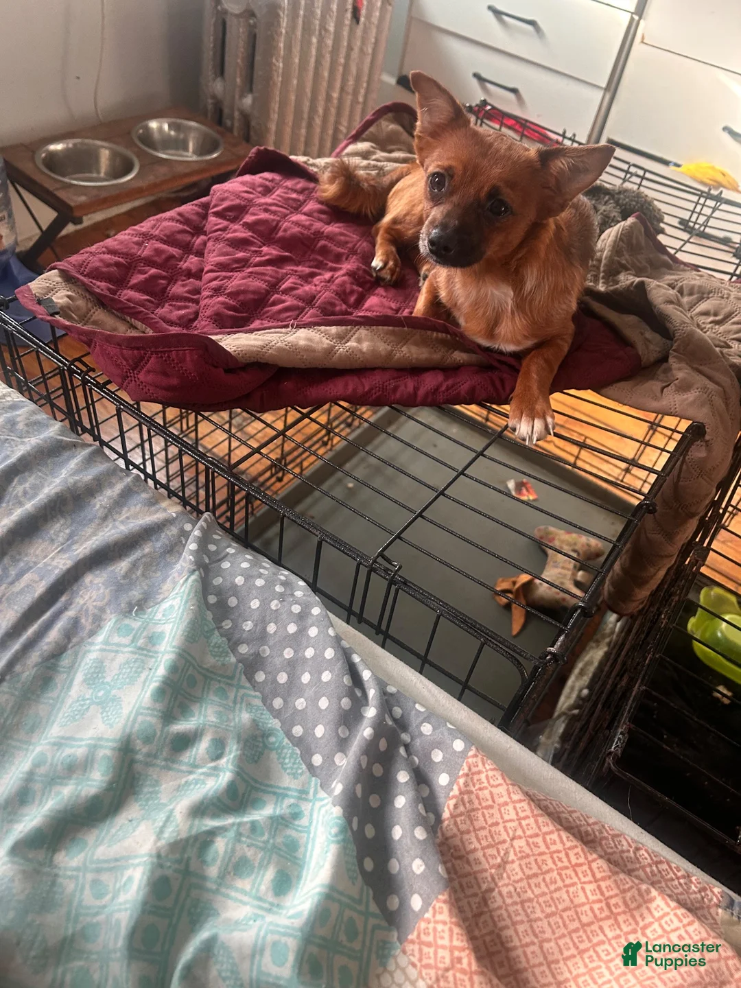 Mixed Breed dogs for sale: Stella - Ad 2