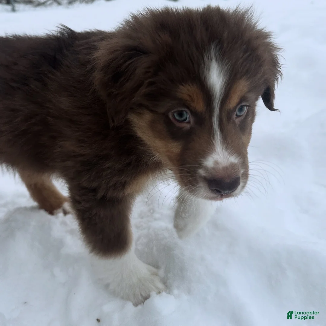 Australian Shepherd dogs for sale: Alchemy Olive - Ad 6