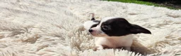 Chihuahua dogs for sale: Tara - Ad 3