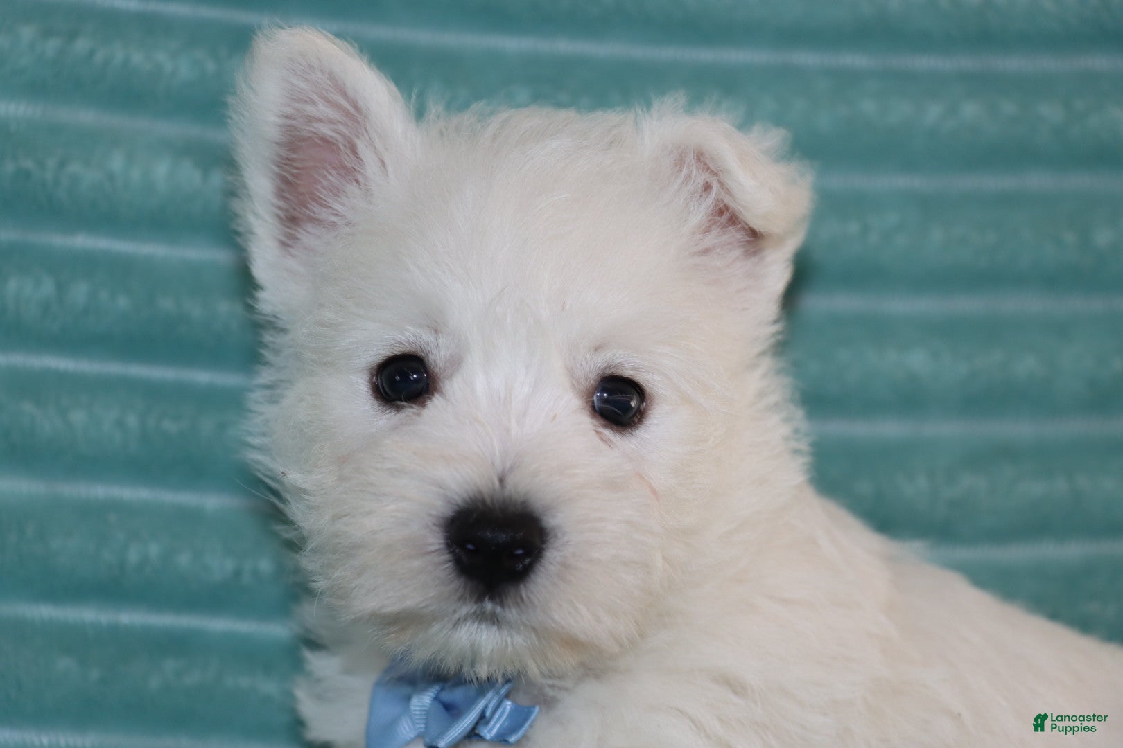 West Highland Terrier dogs Spencer - Ad 2