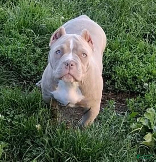 American Bully dogs Tootie - Ad 2