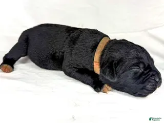 Cane Corso dogs for sale: Cane Corso Puppy 1 - Ad 3
