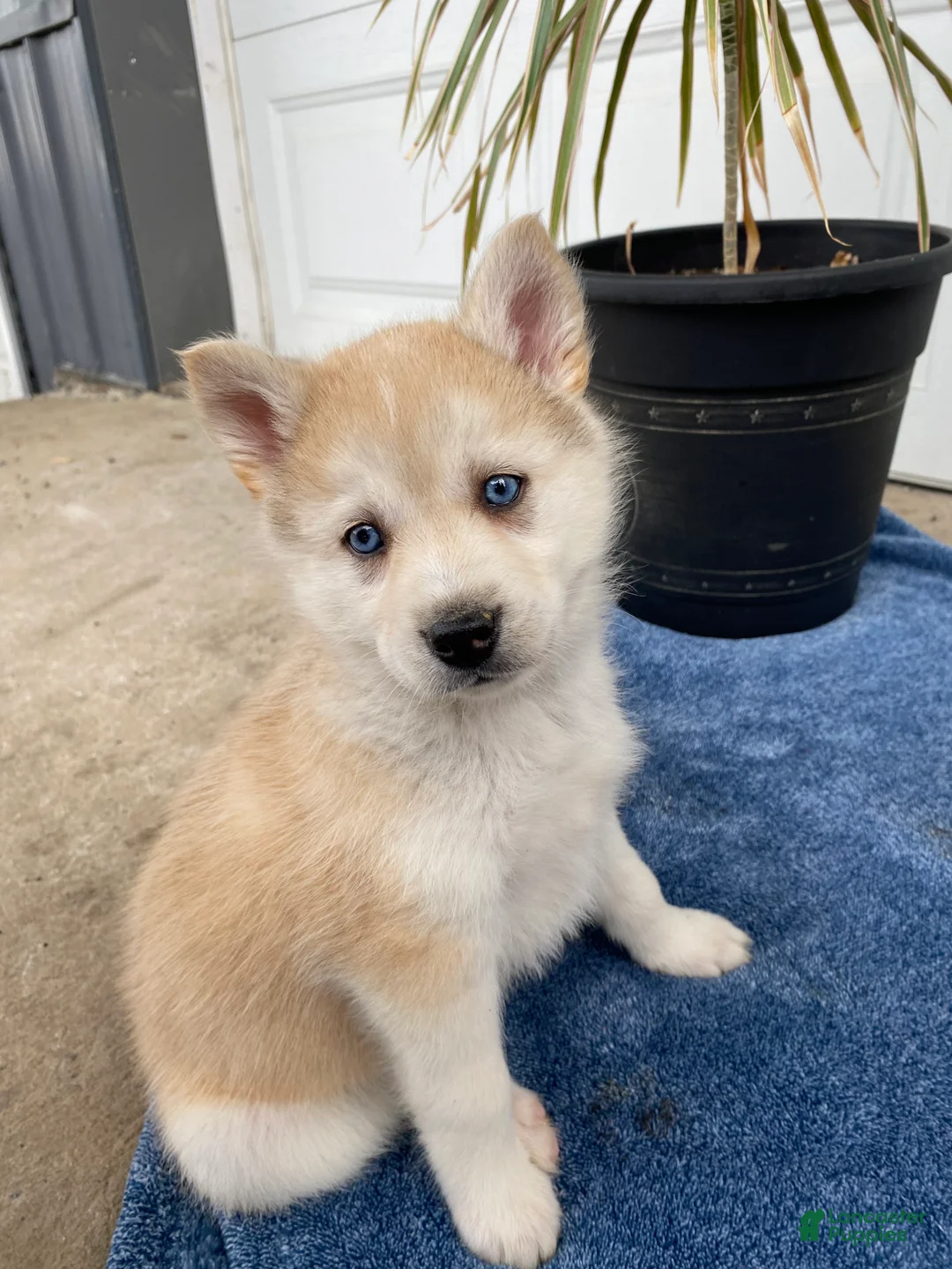 Siberian Husky dogs for sale: Jacob - Ad 2