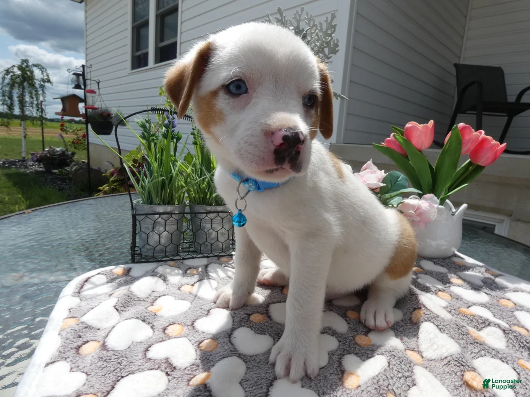 Mixed Breed dogs for sale: Mixed Breed 2 Dexter - Ad 2
