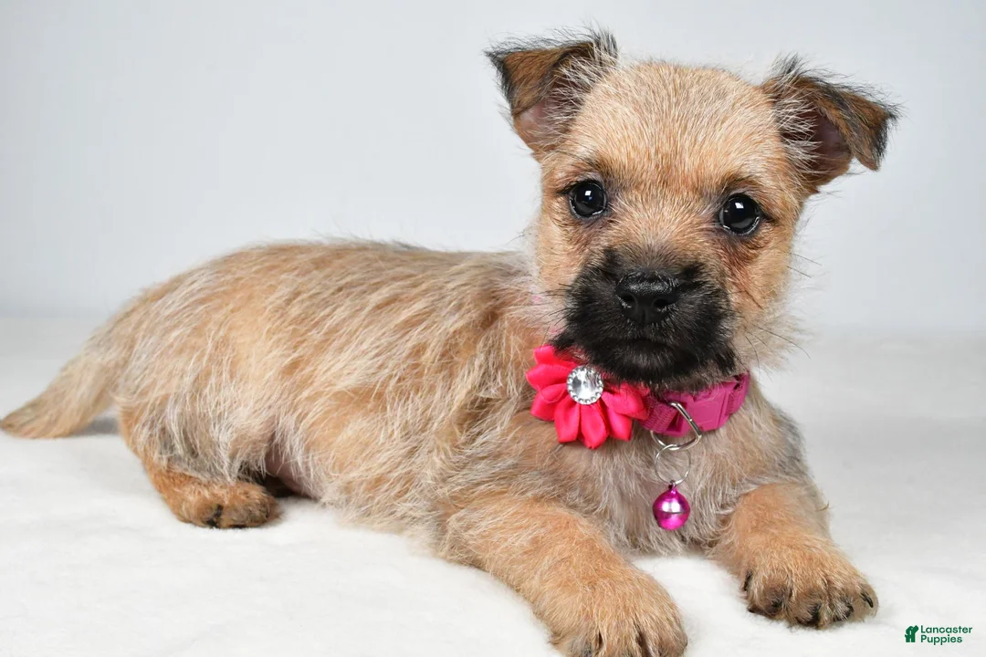 Cairn Terrier dogs for sale: April - Ad 1