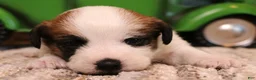 Jack Russell Terrier dogs for sale: Stew is white w/ tri markings - Ad 6