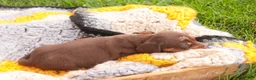 Miniature Dachshund dogs for sale: Cody Miniature Dachshund  - Ad 8