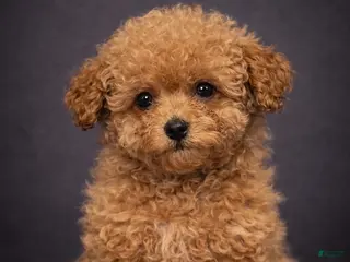 Miniature Poodle dogs Miniature Poodle Puppy 2 - Ad 6