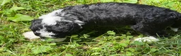 Aussiedoodle dogs for sale: Boston Rob - Ad 8