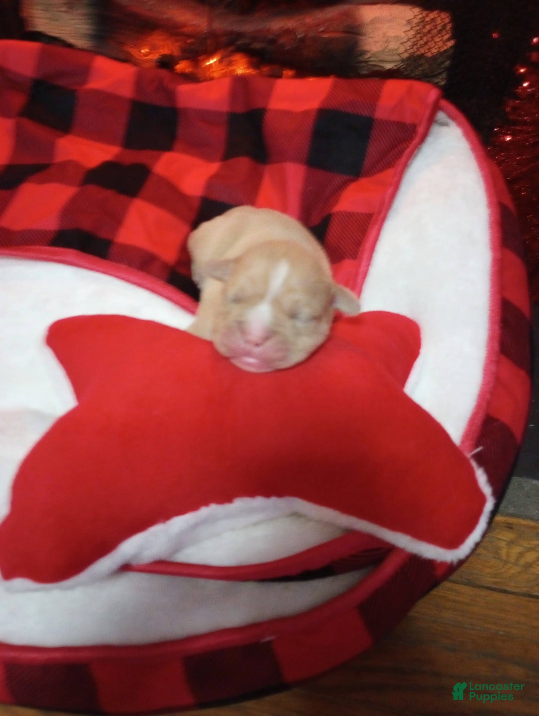 Olde English Bulldogge dogs for sale: Olde English Bulldogge Puppy 6 - Ad 3