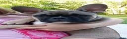 French Bulldog dogs for sale: Jojo last puppy  - Ad 1