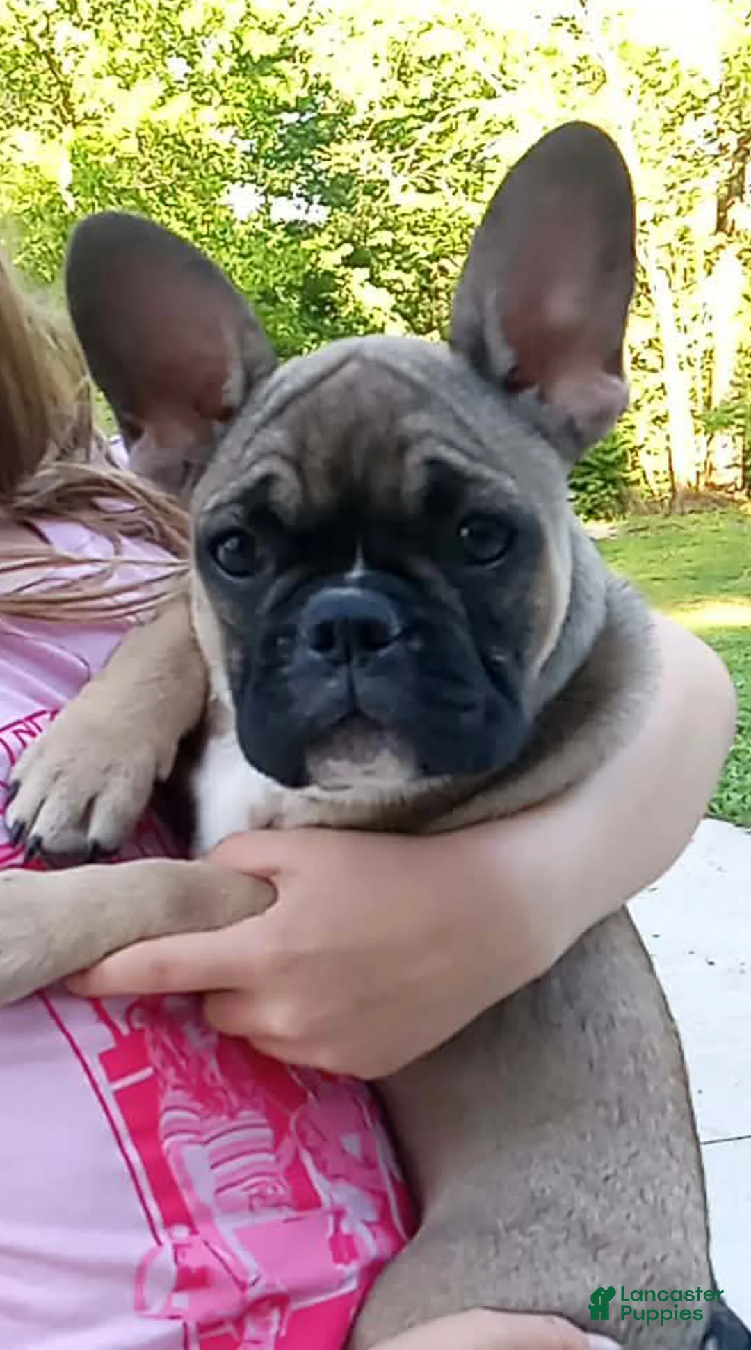 French Bulldog dogs for sale: Jojo last puppy  - Ad 1
