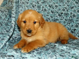 Golden Retriever dogs Heidi - Ad 39