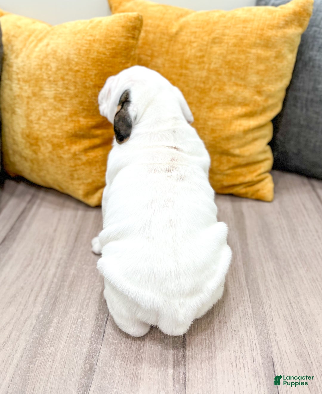 Mixed Breed dogs for sale: Theo - Ad 5