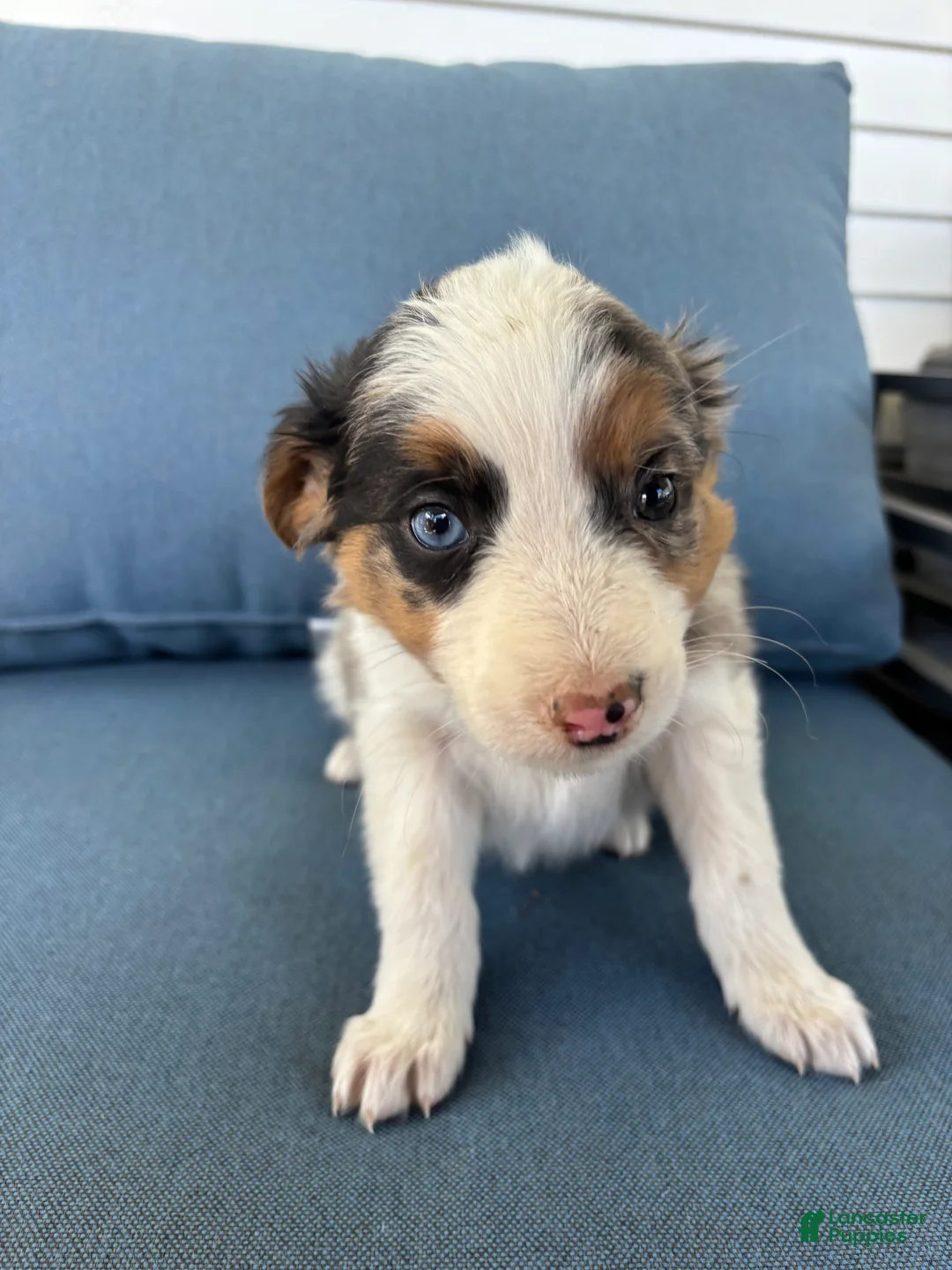 Mixed Breed dogs for sale: Gina - Ad 2