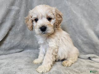 Cavapoo dogs Alfredo - Ad 2