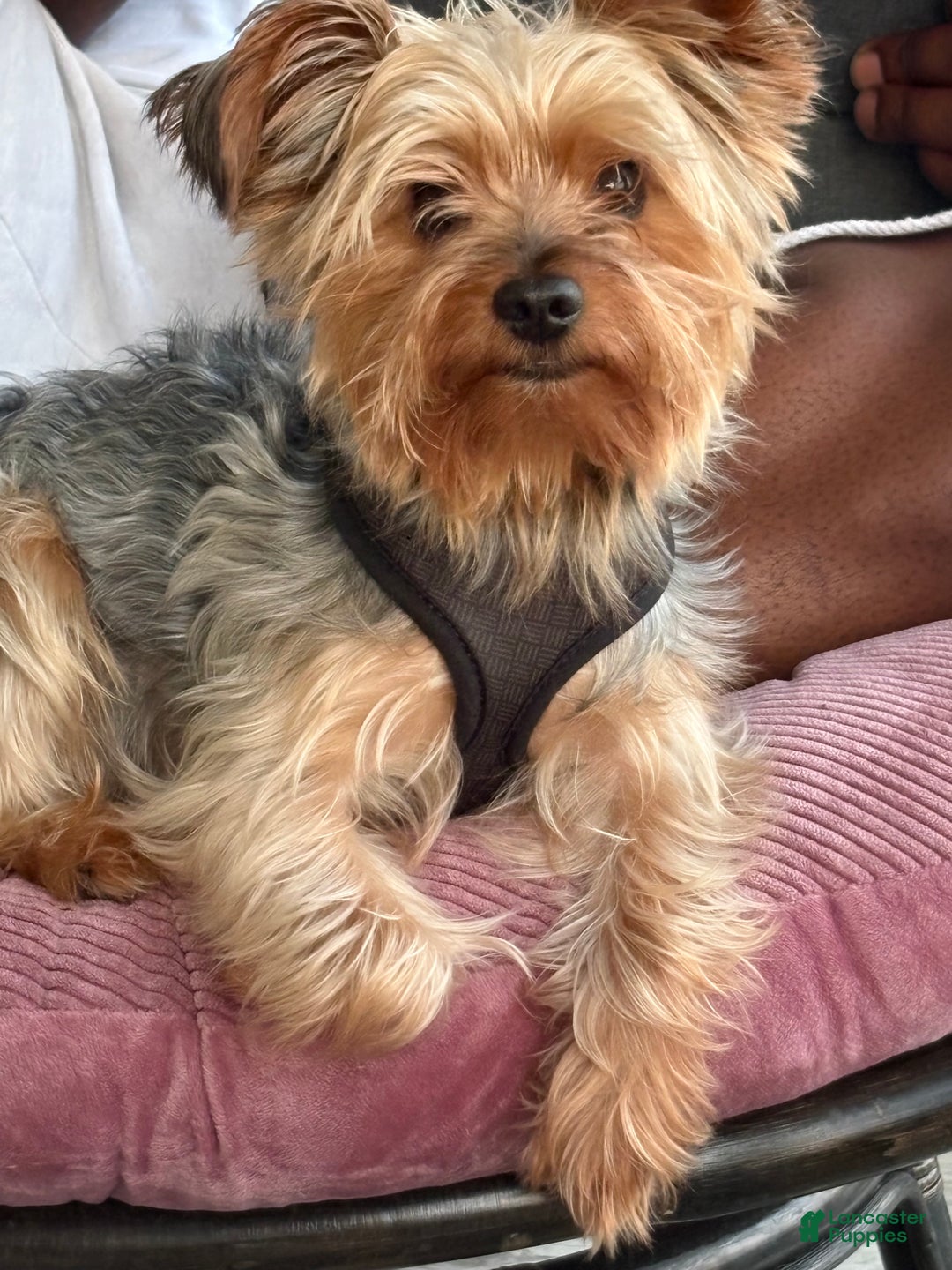 Yorkshire Terrier dogs for stud: Yorkie Stud - Ad 3