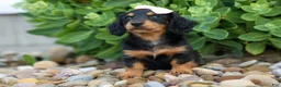 Miniature Dachshund dogs for sale: Tessa 💞 - Ad 7