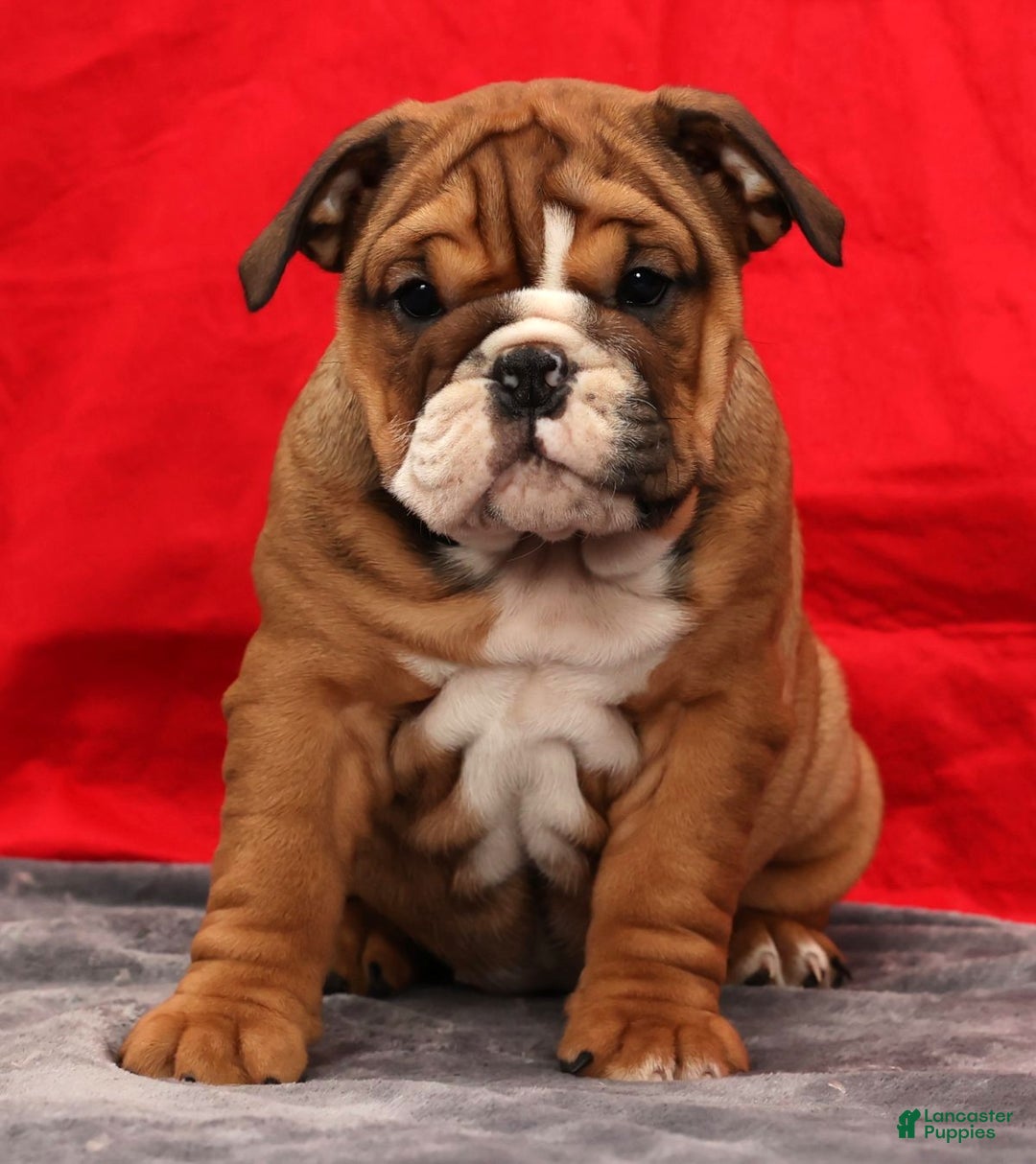 English Bulldog dogs for sale: Kendra - Ad 3