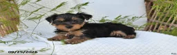 Yorkshire Terrier dogs for sale: Neo - Ad 5