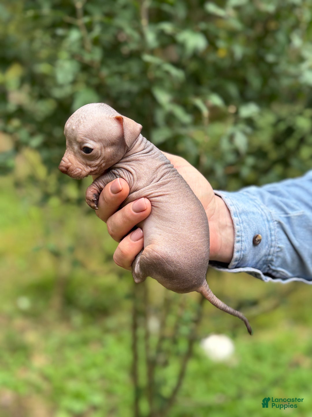 Mixed Breed dogs for sale: Cleopatra  - Ad 21