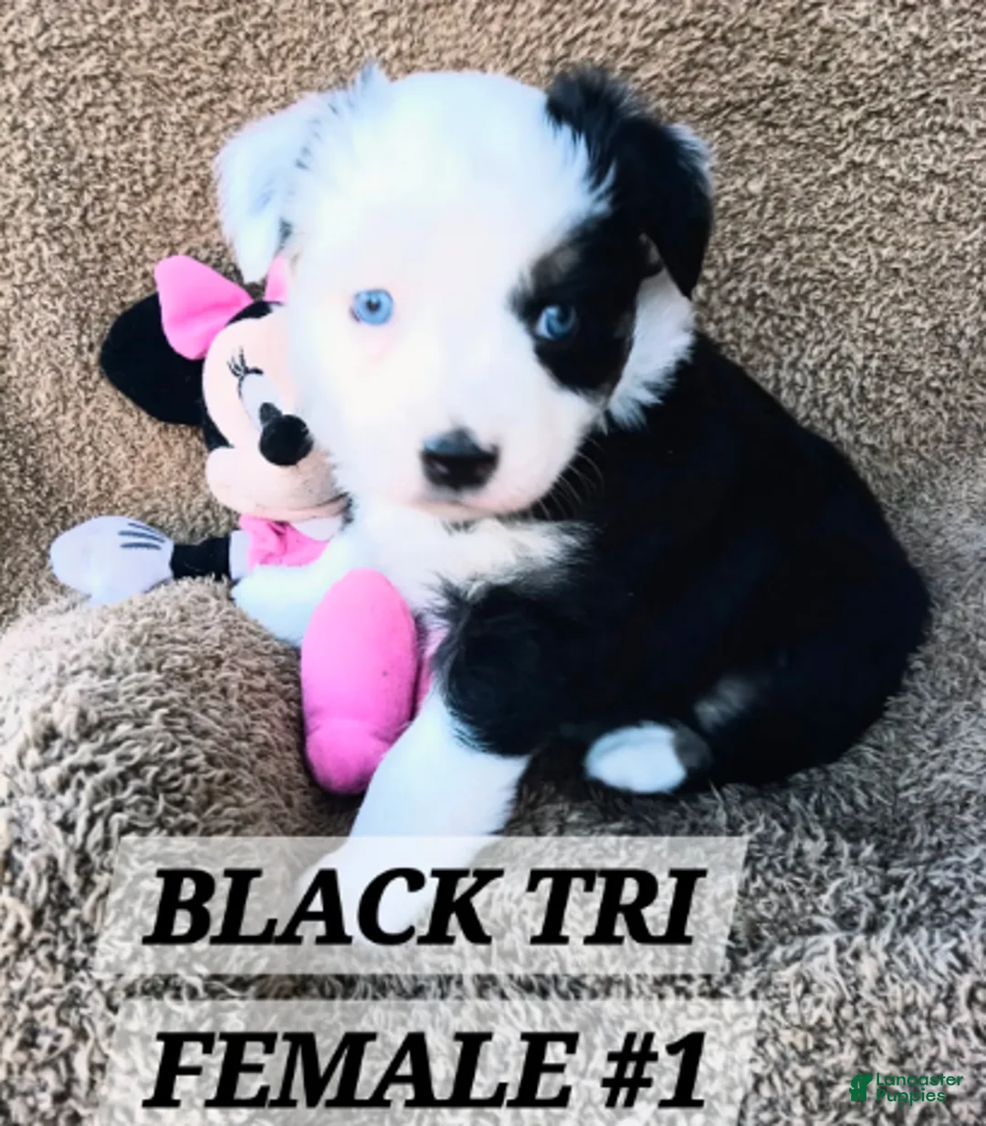 Miniature Australian Shepherd dogs for sale: Fanny Fay - Ad 4