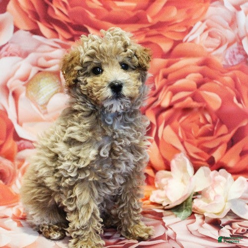 Toy Poodle dogs Diamond - Ad 2