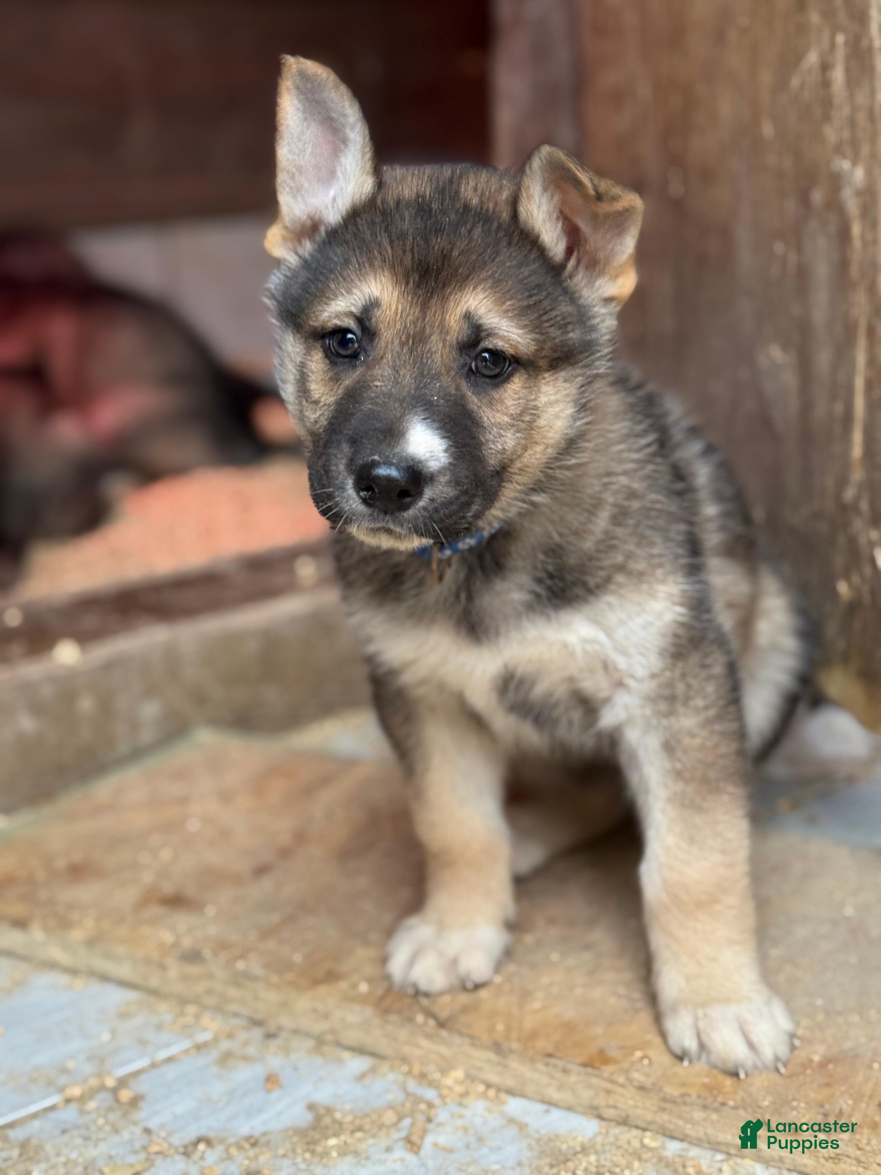 Gerberian Shepsky dogs Blue - Ad 3