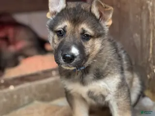 Gerberian Shepsky dogs Blue - Ad 3