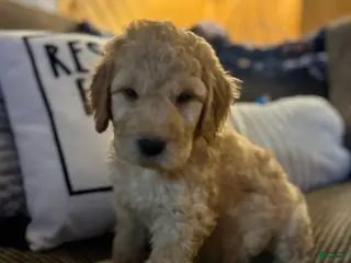 Goldendoodle dogs Goldendoodle Puppy 6 - Ad 13