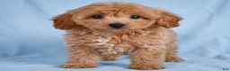 Cavapoo dogs for sale: LILLY - Ad 7