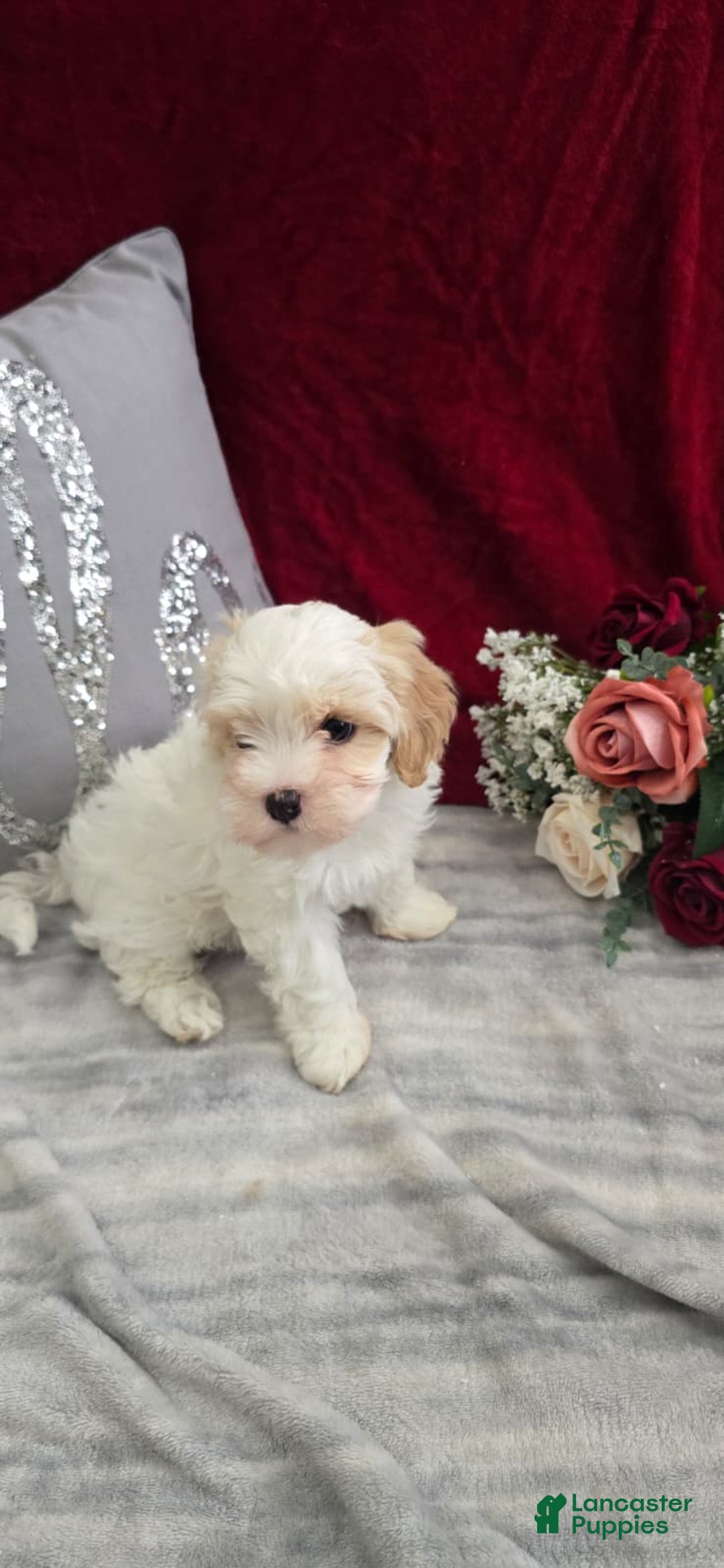 Cavapoo dogs for sale: Cookie - Ad 5