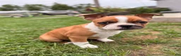 Frenchton dogs for sale: Reese - Ad 8