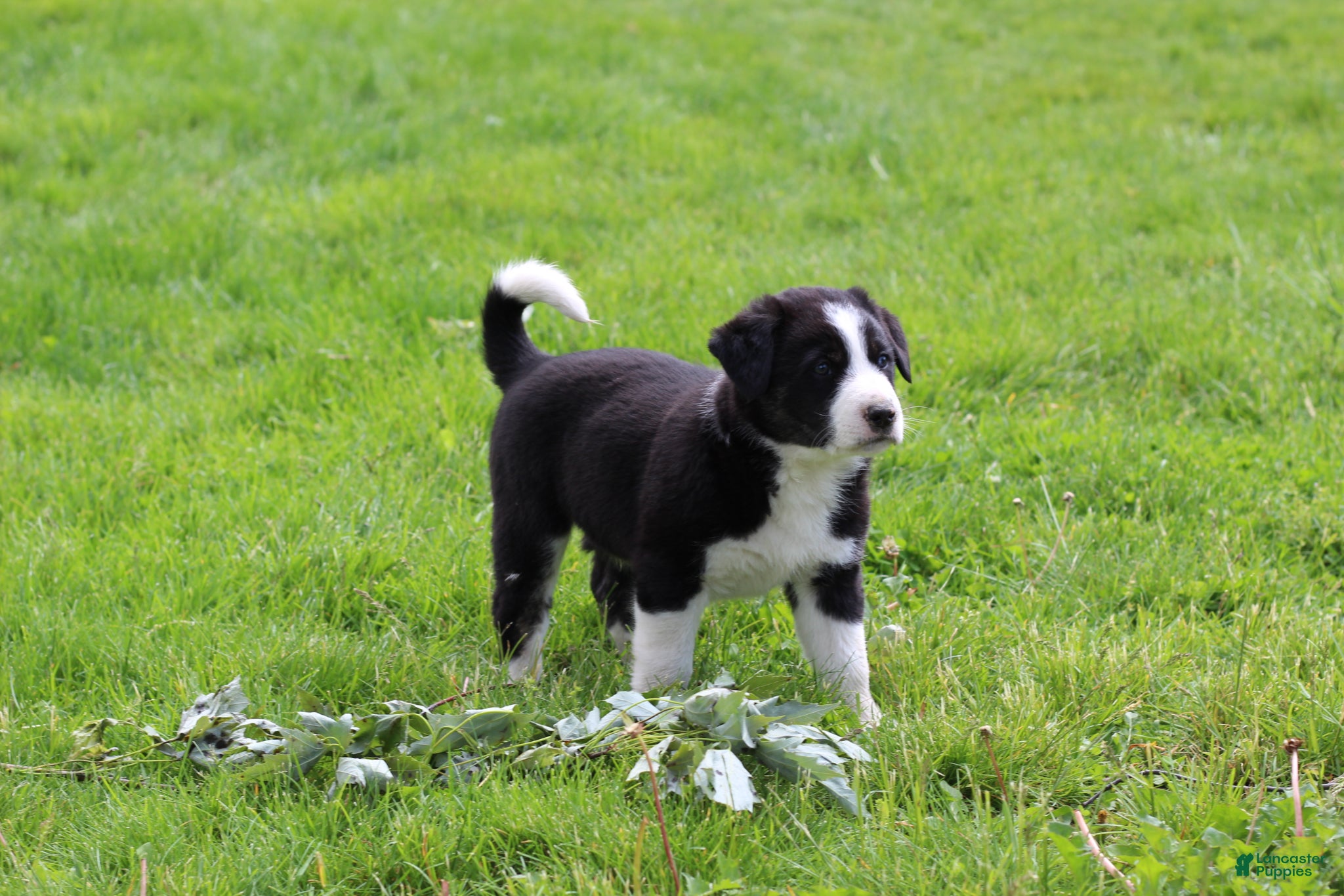 Mixed Breed dogs for sale: Buster Bear - Ad 1