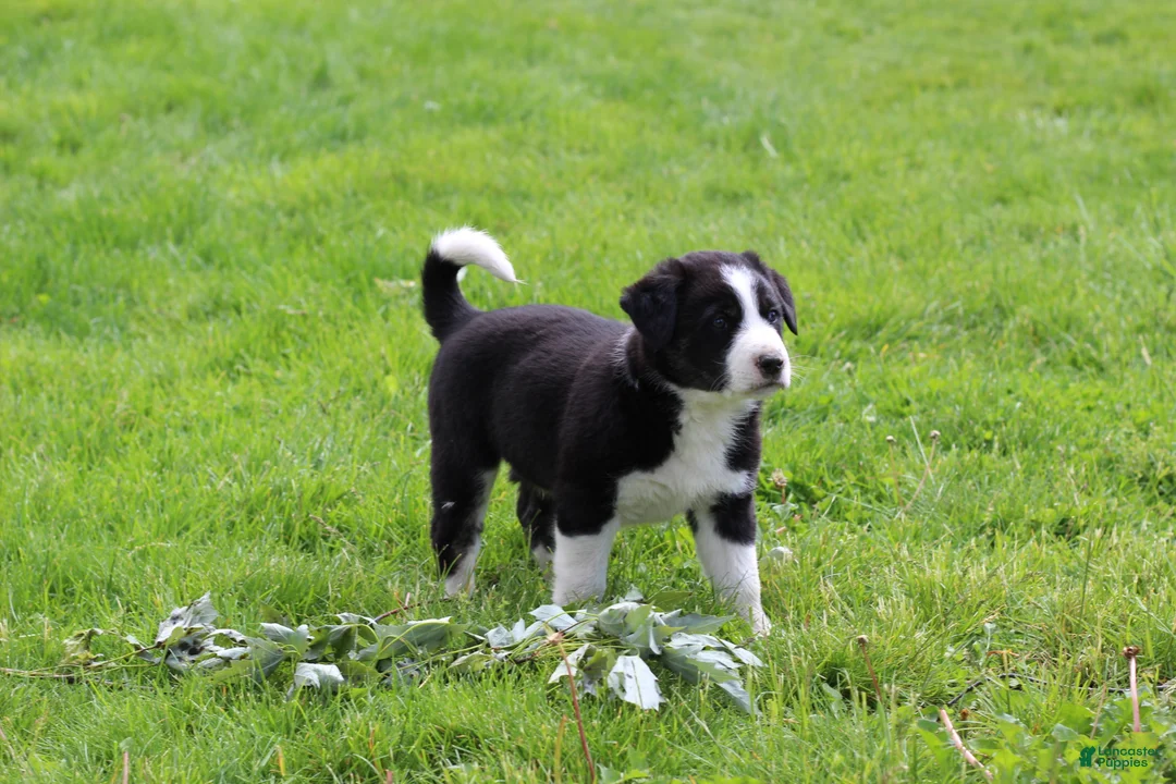 Mixed Breed dogs for sale: Buster Bear - Ad 1