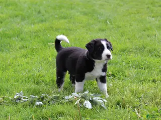 Mixed Breed dogs for sale: Buster Bear - Ad 1