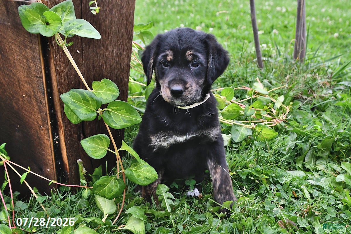 Mixed Breed dogs Tillie - Ad 1