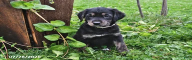 Tillie